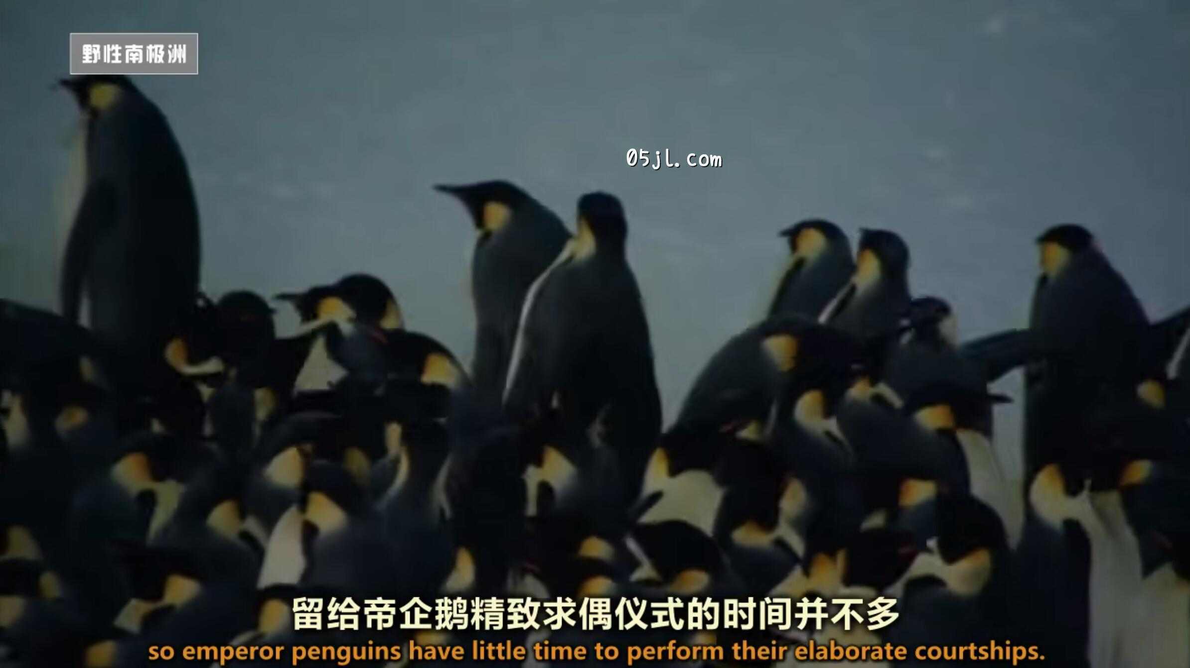 【英语中英字幕】国家地理：野性南极洲之 迎接冬季的帝企鹅 Wild Antarctica – Emperor Penguins Facing Winter 全1集 超清720P下载图片 No.1